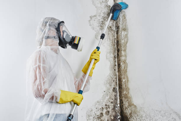 Best Toxic Mold Removal  in Park Hill, OK