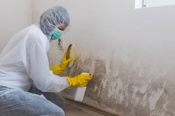 Best Best Mold Removal Companies  in Park Hill, OK