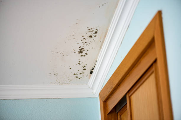 Best Crawl Space Mold Removal  in Park Hill, OK