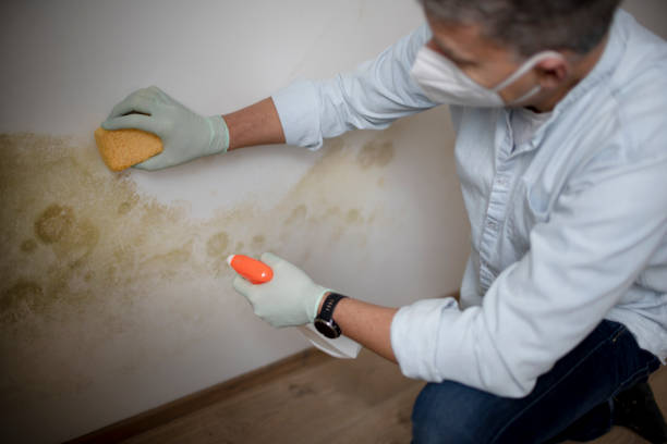 Best Best Mold Removal Companies  in Park Hill, OK