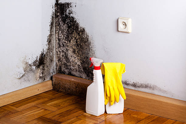 Best Affordable Mold Removal  in Park Hill, OK