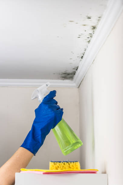 Park Hill, OK Mold Removal Company